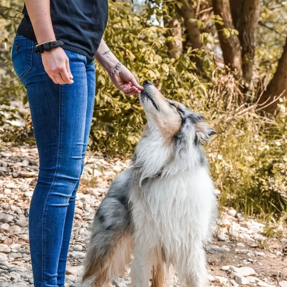 Pet sitting sécurisé à Marsillargues
