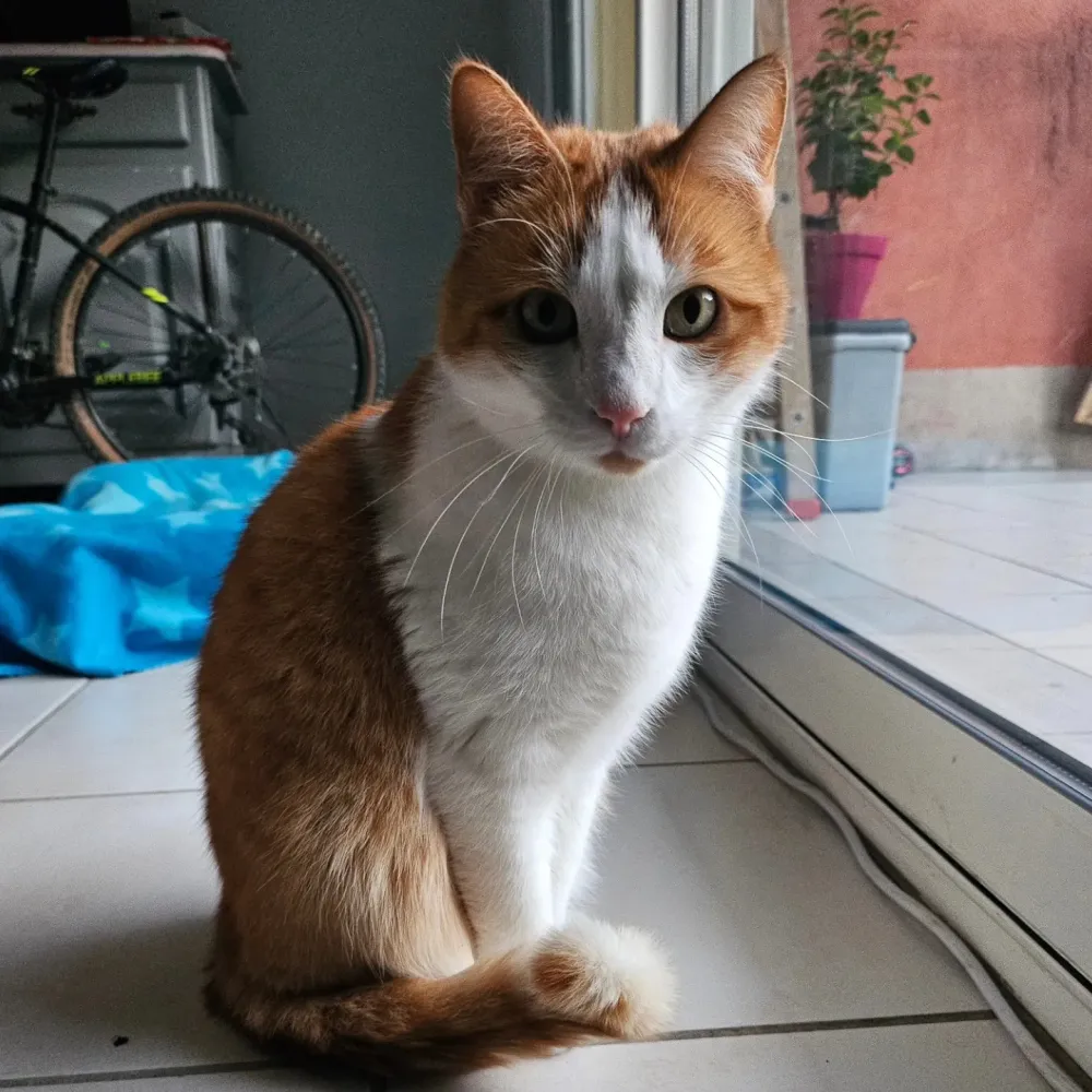 Services de garde pour animaux à Marsillargues