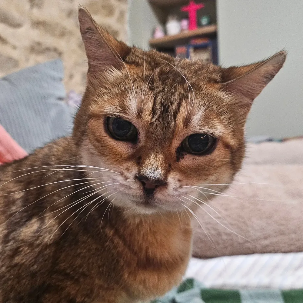 chat